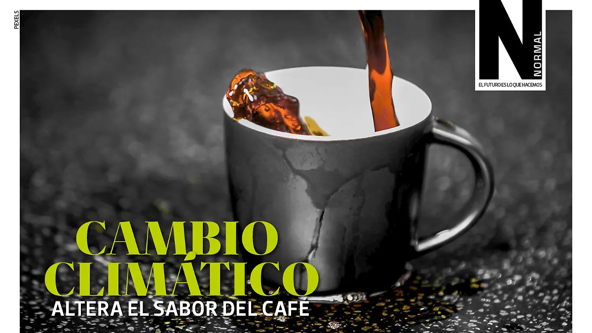 Café SITIO1